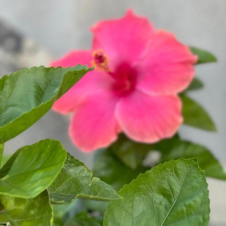 Regalbuto Oasi Del Lago מראה חיצוני תמונה