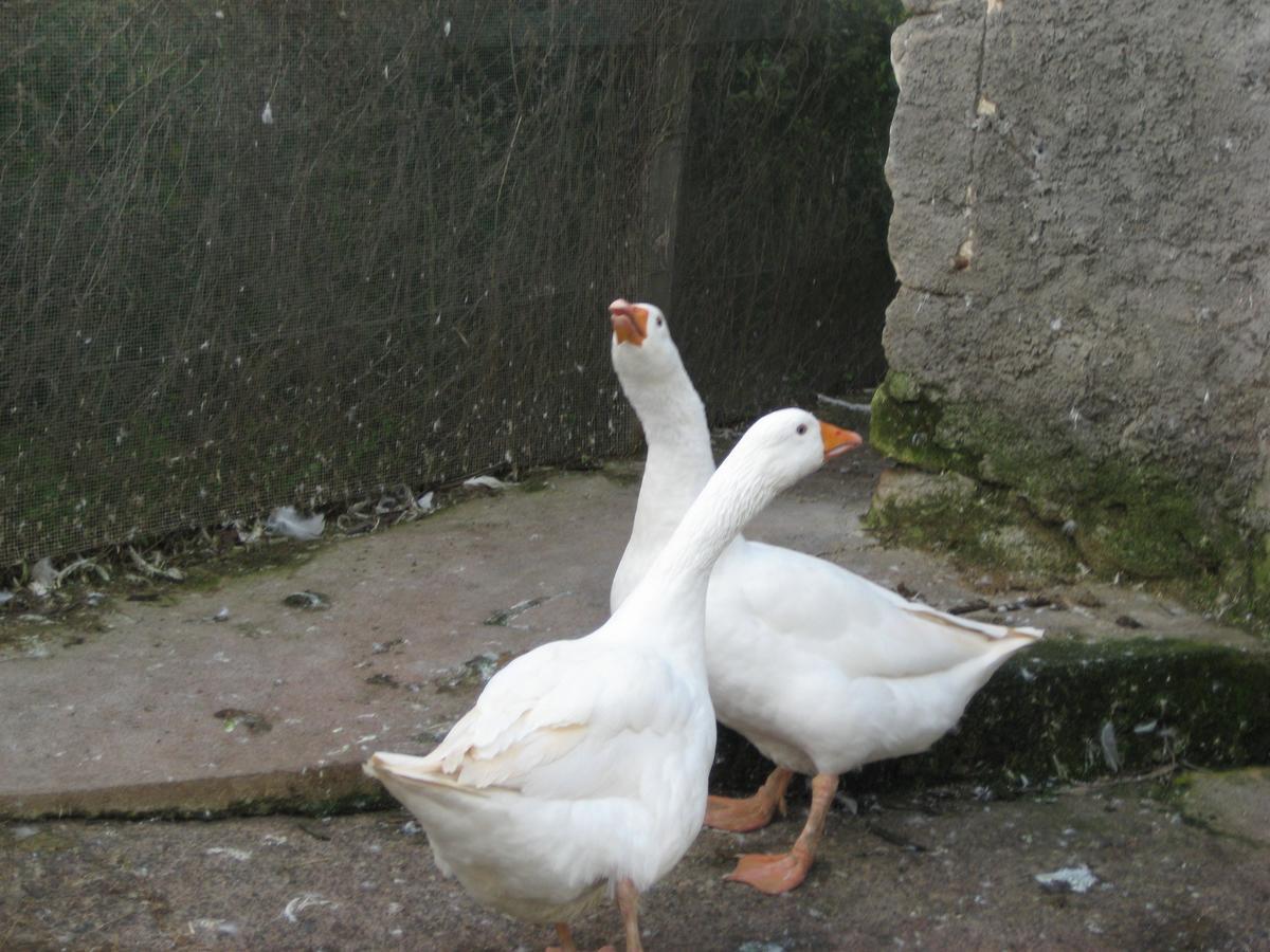 Regalbuto Oasi Del Lago מראה חיצוני תמונה